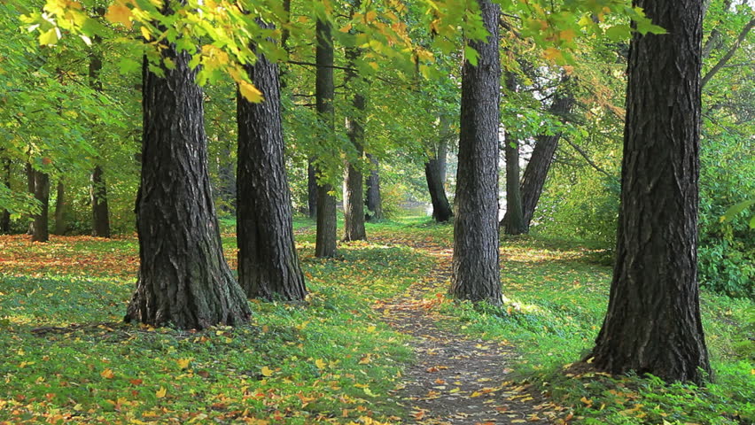 Autumn footpath in the park