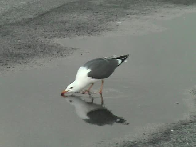 Gulls drinking fresh water