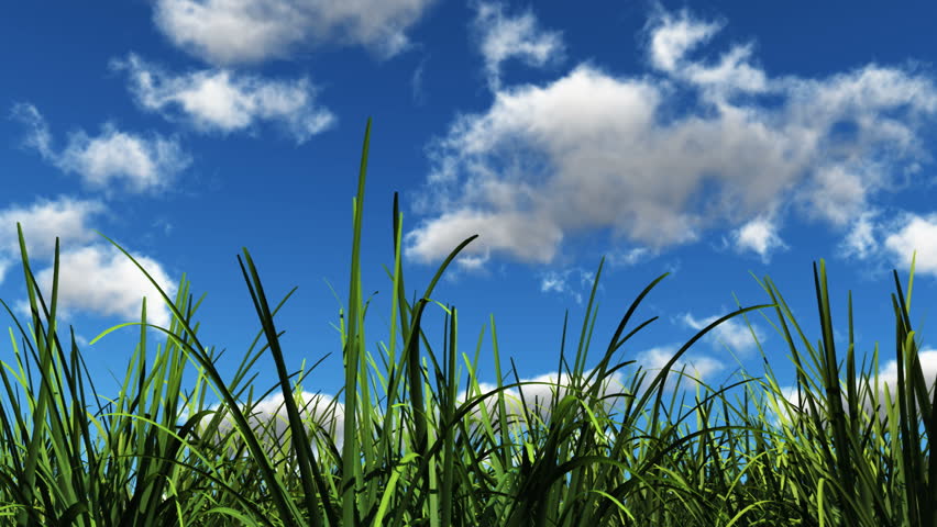 flowers in the sunshine, daisy blow in the breeze with white clouds passing by.
