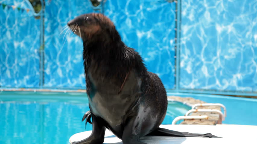 sea lion eats fish