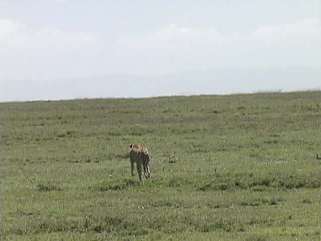 Cheetah watches as two gazelles running across the Serengeti plains