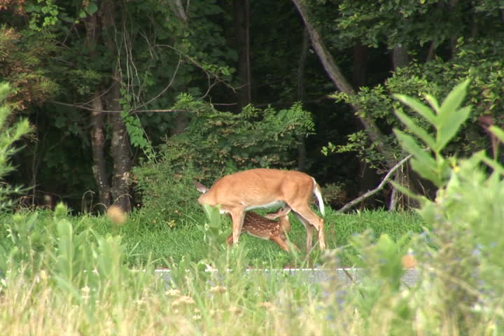 Fawn drinking from her mother