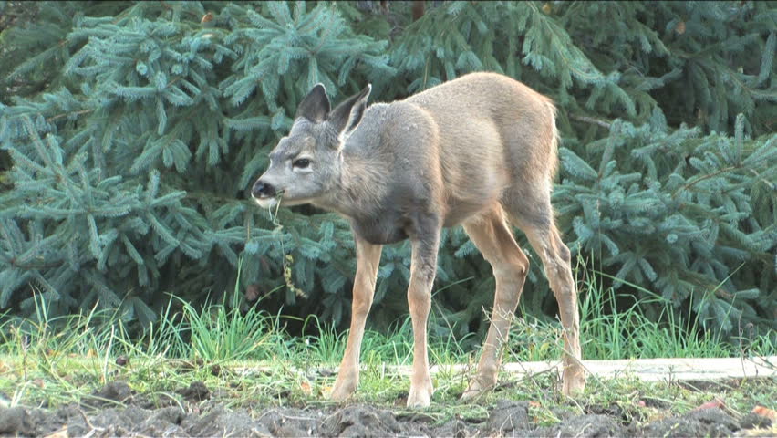 Fawn grazing on the last of the carrots in garden