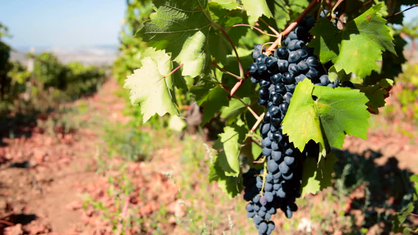 ripe grapes Moldova ready for harvest