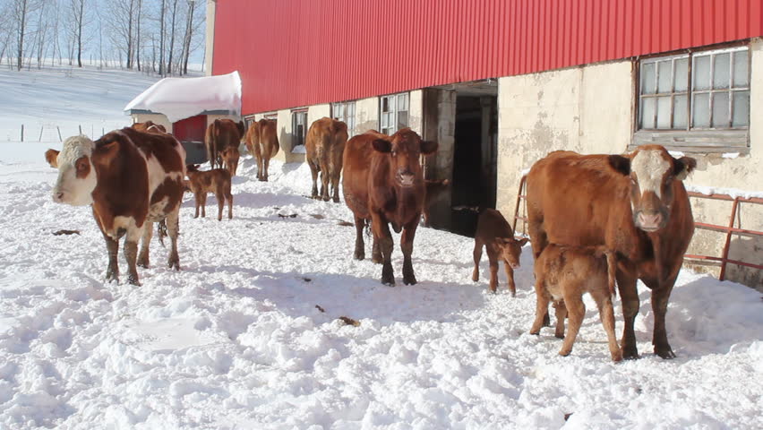 Cows and barn. Winter. Cows and newborn calves standing in the snow. Red barn nearby. Extremely cold but sunny winter day in Rural Ontario, Canada. 