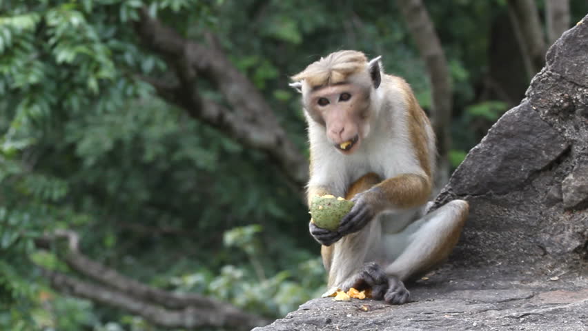 Monkey