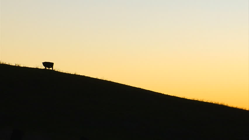 A cow stands on a hillside in silhouette at sunrise in the Napa Valley wine country.