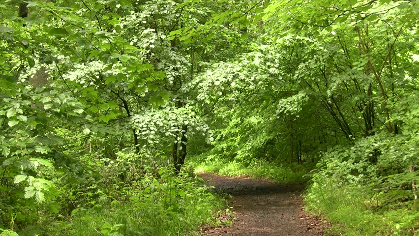 Forest with footpath
