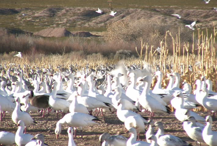 Close up of a snow geese in a cornfield. Some sandhill cranes are barely visible in the background. Taken at Bosque del Apache National Wildlife Refuge, New Mexico, USA.