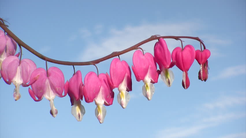 Bleeding hearts flowers on blue sky background close-up shot 