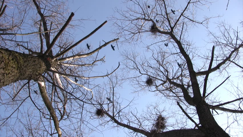 Mystic autumn scene, silhouette of crows flying around nests  