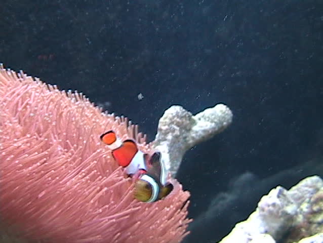 Clown fish living in sea anemone