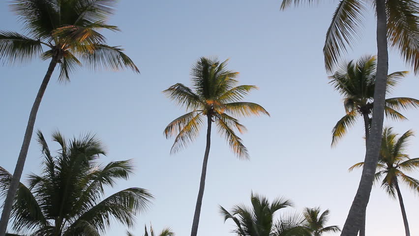 Morning palm trees. Light from sunrise illuminates palm trees. Breeze in the palm fronds and sound of ocean waves. Dominican Republic. 