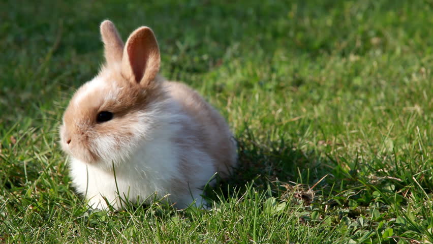 Easter bunny
