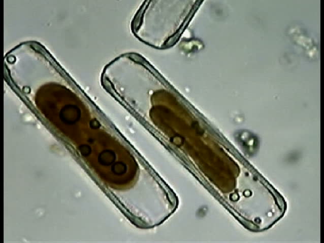Two living diatoms with interior chloroplasts and oil droplets.  Magnification 400X