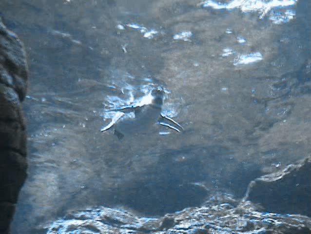 Cute penguins playing underwater