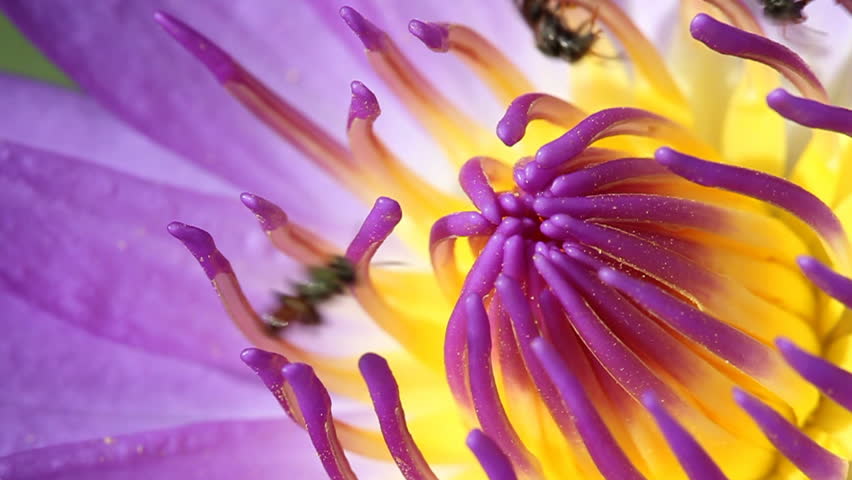 Bees collect some pollen on lotus flower