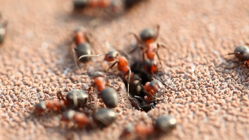 Extreme macro of black and red ants swarming around a hole. This is a 1:1 life-size macro.