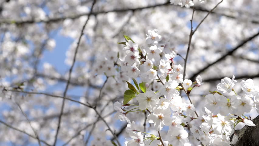 Japanese cherry blossom close up