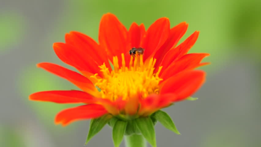 Bees pollinating red wild flower