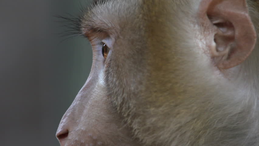 Chain. Monkey. Thailand