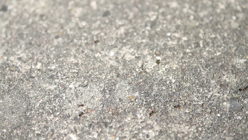 Ants running around on garden tiles. Narrow focus.