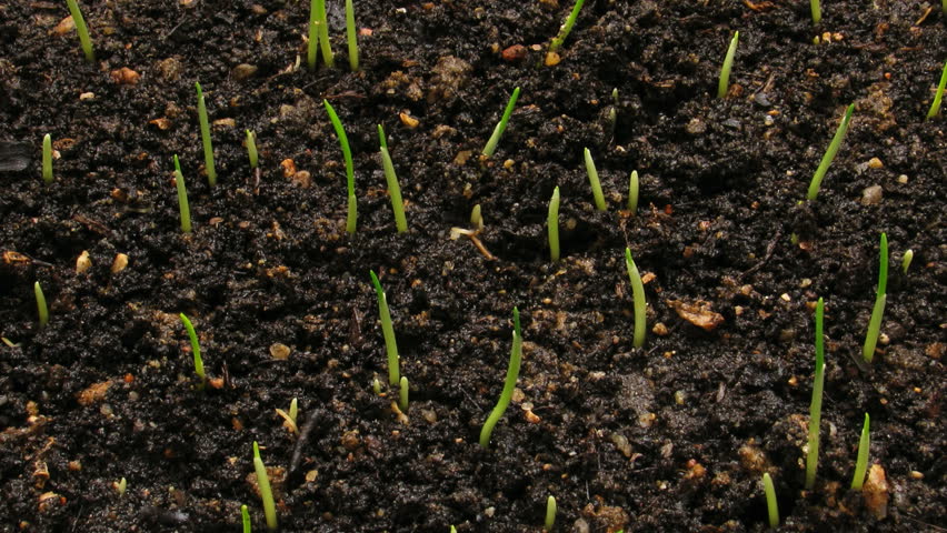 Plant growing from soil - beginning new life 