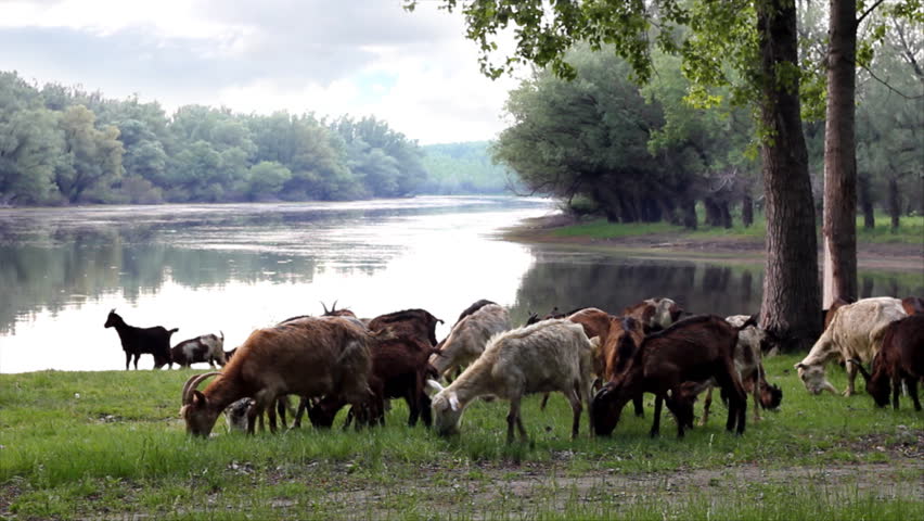 Goats in the woods by the river