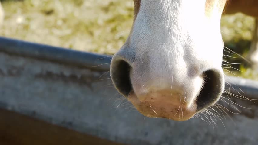 horse smells environment, scene shows the huge sniffing hairy nose