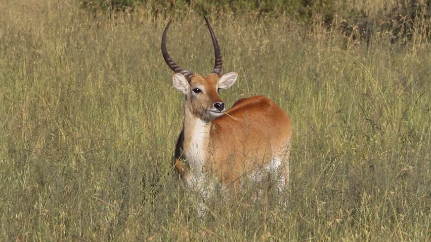 Male red lechwe antelope (Kobus leche) standing among tall grasses, southern Africa