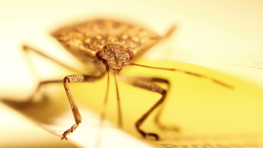 Close-up of a stink bug (pentatomoidea species).