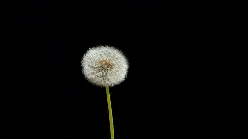 withered dandelion