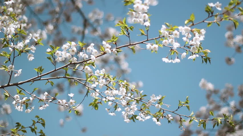 Spring blossom branch. Blossom on the branch of a Japanese cherry tree. Shallow DOF gives nice soft look to the blossoms. High Park, Toronto, Ontario, Canada. 