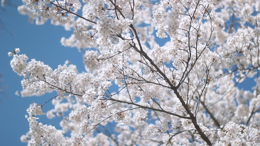 Spring blossoms. Blossom on a Japanese cherry tree. Shallow DOF gives nice soft look to the blossoms. High Park, Toronto, Ontario, Canada. 