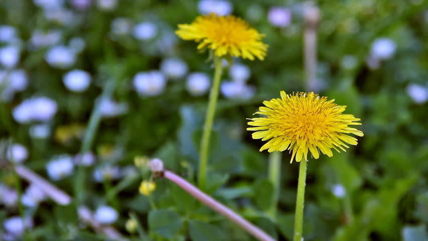 Taraxacum officinale (asteraceae). HD 1920x1080x29.97. Format: Photo-JPEG. Duration: 00:00:15:00 (Realtime).
