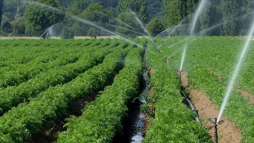 Agriculture irrigation during a dry and hot summer
