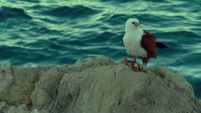 Eagle Sitting on Rocks - Brahminy Kite, Bald Sea Hawk, Slow Motion