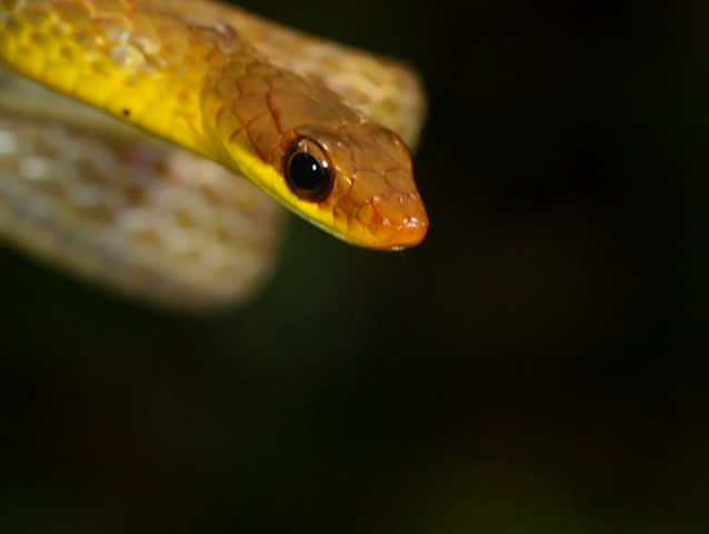 Olive whipsnake (Chironius fuscus). In rainforest, Ecuador