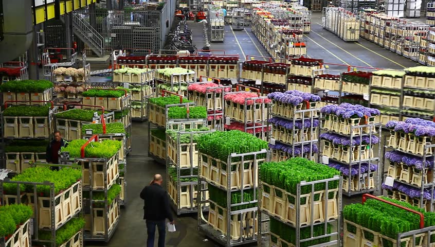 AALSMEER, THE NETHERLANDS - APRIL 27: Flowers being prepped for auction, FloraHolland, April 27, 2011, Aalsmeer, The Netherlands. Aalsmeer Flower Auction is the largest flower auction in the world; Around 20 million flowers are sold here daily.
