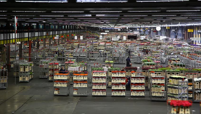 AALSMEER, THE NETHERLANDS - APRIL 27: Flowers being prepped for auction, FloraHolland, April 27, 2011, Aalsmeer, The Netherlands. Aalsmeer Flower Auction is the largest flower auction in the world; Around 20 million flowers are sold here daily.