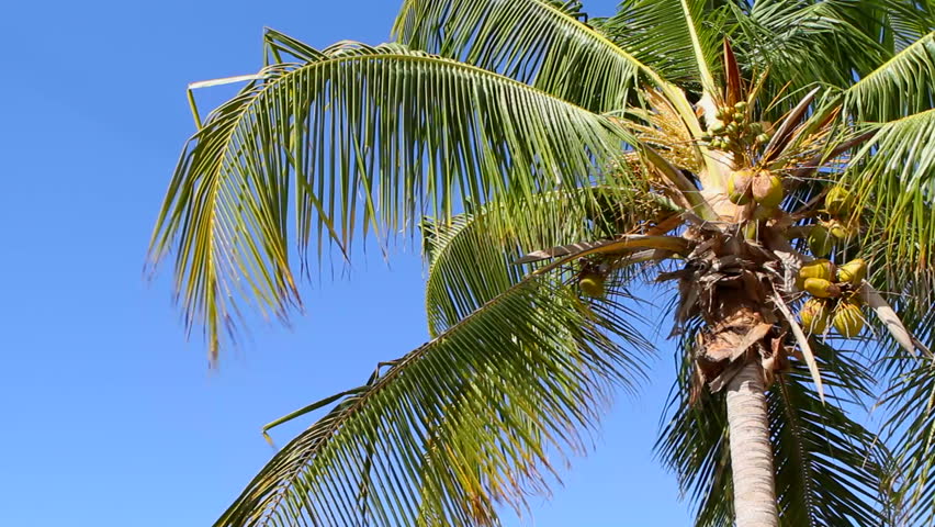 Coconut bearing palm tree fronds move in the breeze.