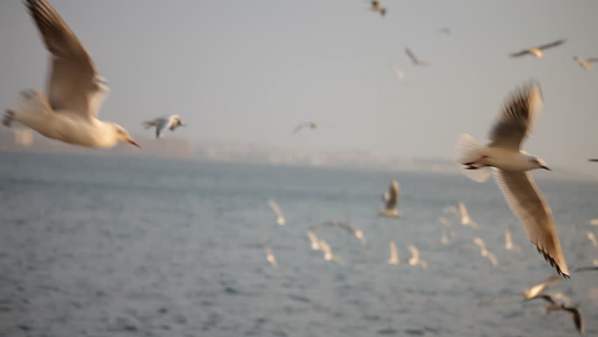 Seagulls over the sea in Greece
