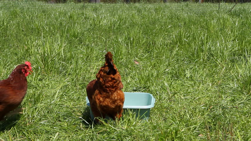 Chickens, egg layer Rhode Island Reds, feed from a plastic tray in a fenced in grassy area.