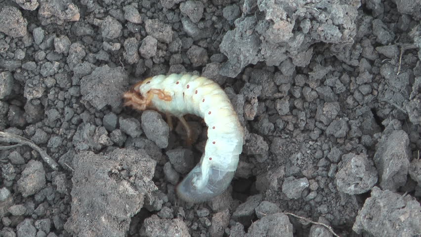 Larva of a may-bug on the earth close-up.