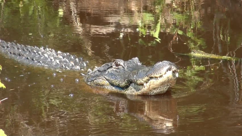 An American alligator pops its jaw as a show of aggression in a Florida swamp 