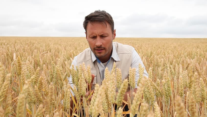 Portrait of agronomist analysing wheat ears