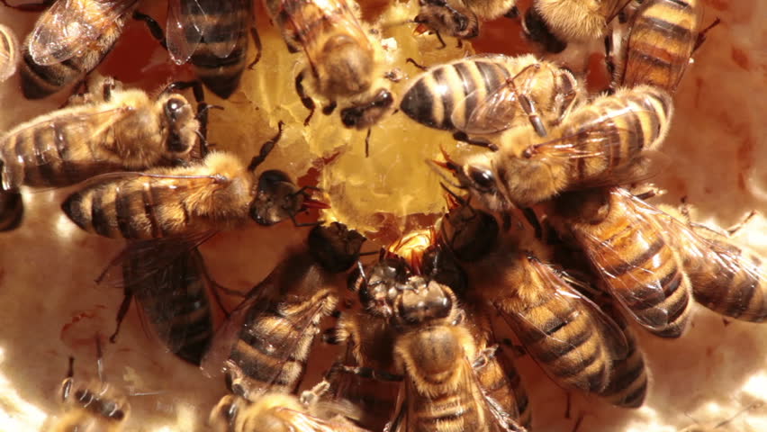Eating honey bees in a hive