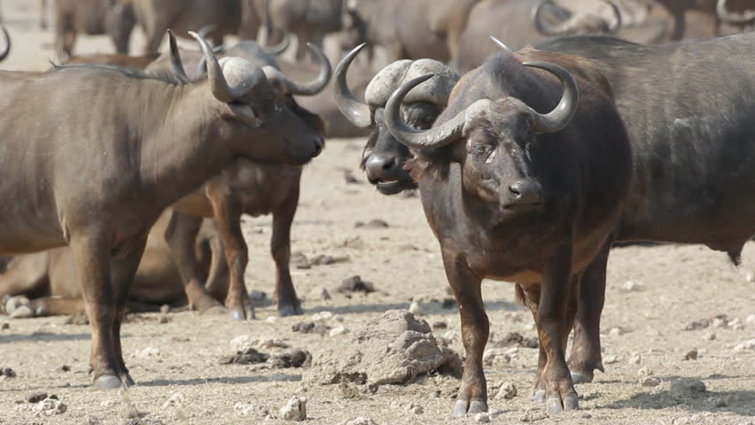African or Cape buffalos (Syncerus caffer), Kruger National Park, South Africa