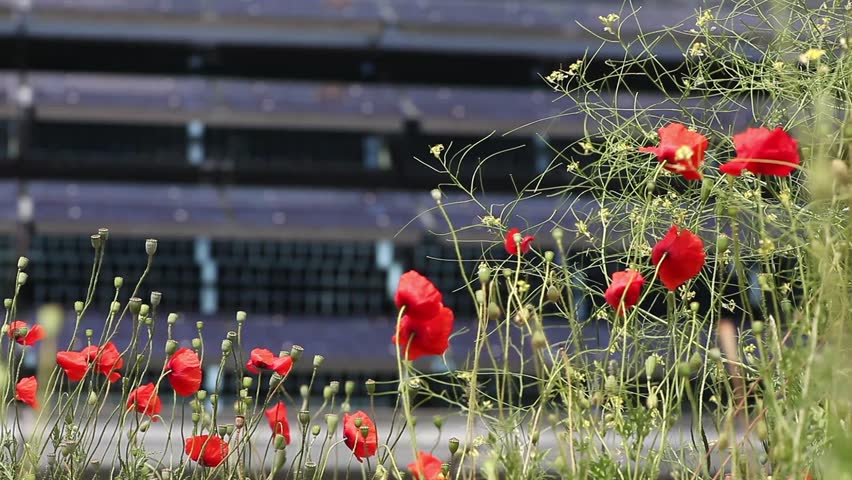 poppies in the wind in the background an office building with solar panels