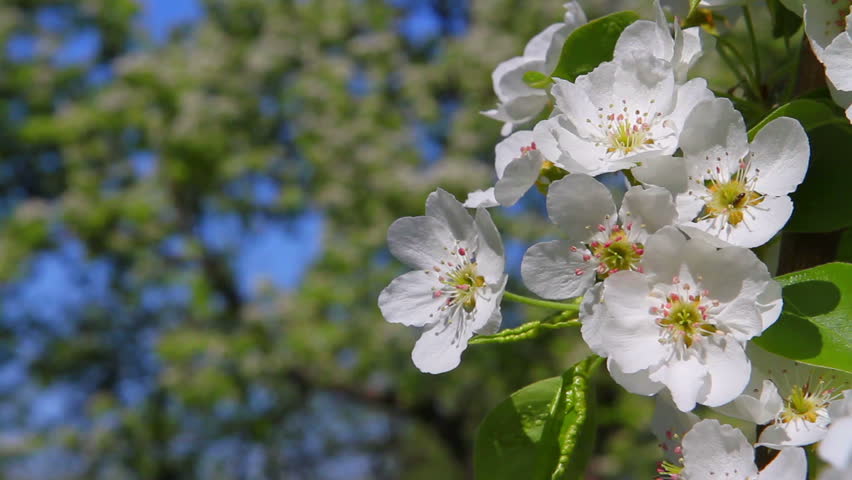Apple flowers swaying on the branch.